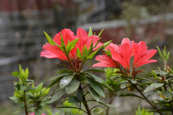 杜鵑花怎麼修剪，花期前後疏葉剪殘花