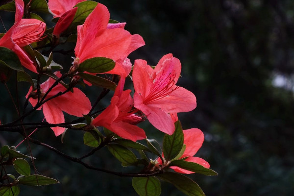 杜鵑花怎麼修剪，花期前後疏葉剪殘花