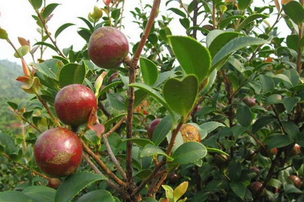 油茶樹的種植方法，可以通過以下5步進行