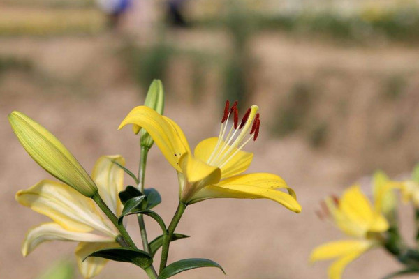 百合花怎麼養