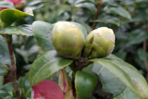 茶花葉子發黑掉了是什麼原因，染上病蟲害/缺光不透風