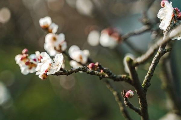 梅花枝怎麼扡插，可以通過以下5步進行