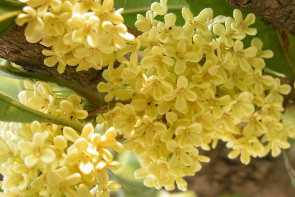 盆栽桂花怎麼過冬，控溫停肥/減少水分/適當光照