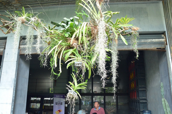 空氣草怎麼養，保證水分充足並做好保溫措施