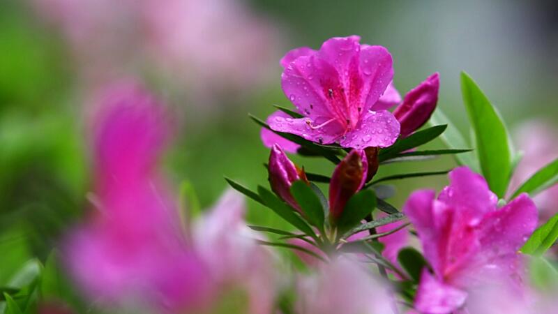 杜鵑花怎麼養