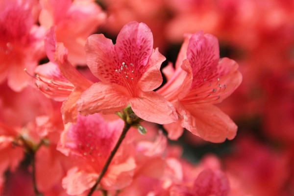 杜鵑花怎麼養