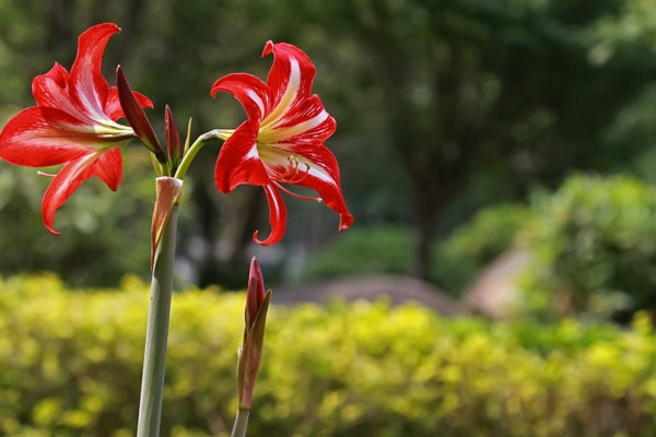 朱頂紅怎麼養，做好以下幾點植株花色更豔、花期更長