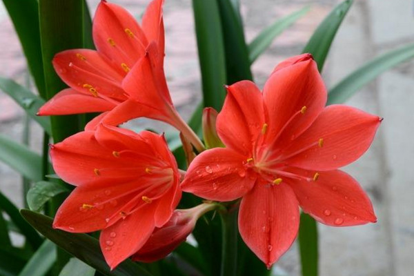 朱頂紅怎麼養，做好以下幾點植株花色更豔、花期更長