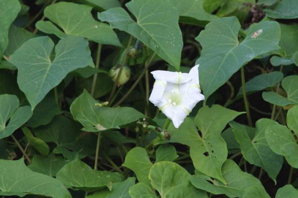 月光花怎麼養，保證光照充足並做好保暖措施