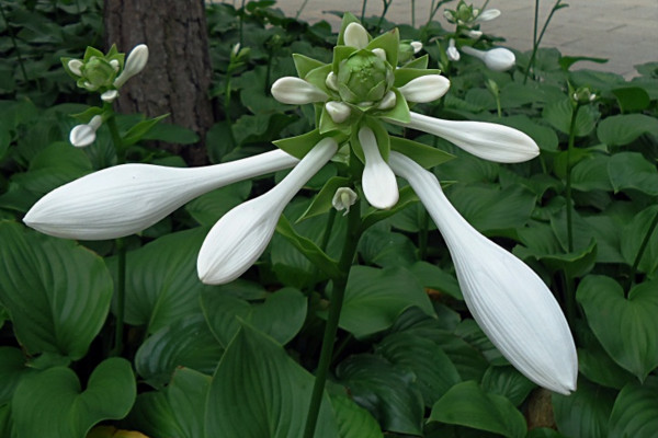 玉簪花怎麼養，4步教你養好玉簪花