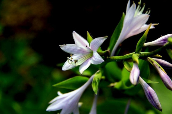 玉簪花怎麼養，4步教你養好玉簪花