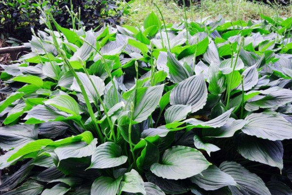 玉簪花怎麼養，4步教你養好玉簪花