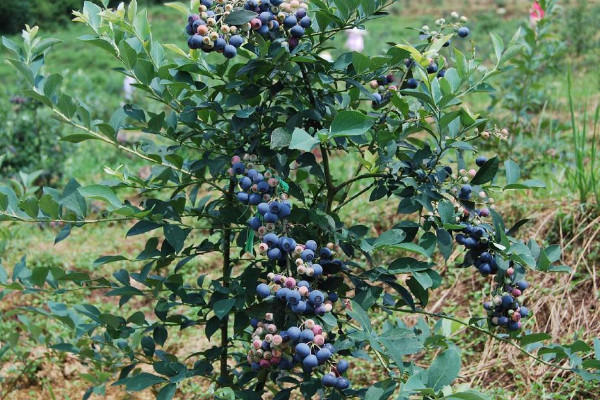 藍莓樹怎麼種，水分澆足澆透肥料稀釋後再添加