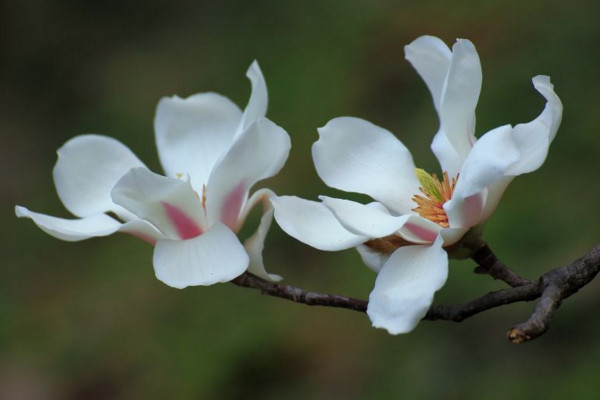 木蘭花花語是什麼，高尚的靈魂、崇高的敬意