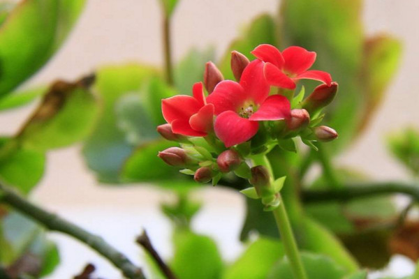 長壽花怎麼養才開花