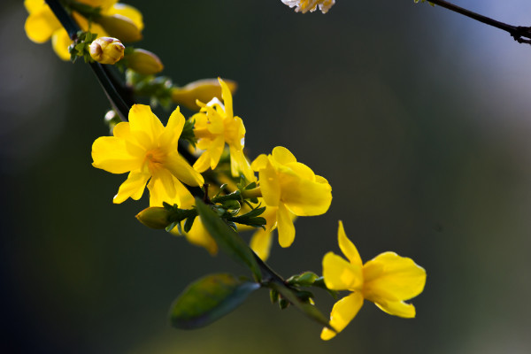 二月開什麼花，水仙花/迎春花/獨占春/仙人指等