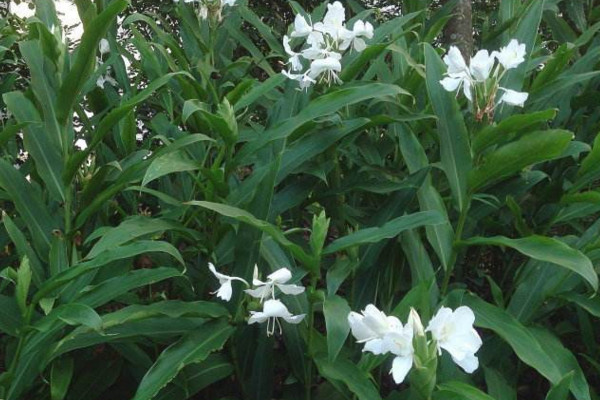 薑花怎麼養，5步教你養好薑花