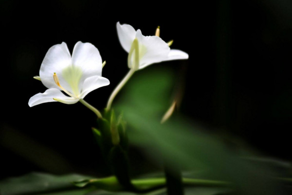 薑花怎麼養，5步教你養好薑花