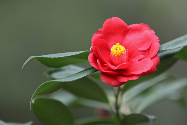 茶花的養殖方法