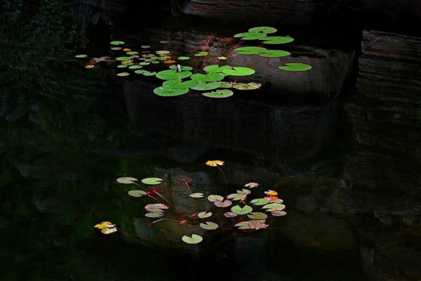 浮萍怎麼養，4步教你養好浮萍