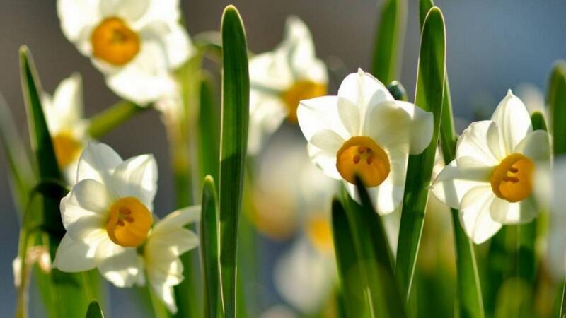 水仙花開完花怎麼處理