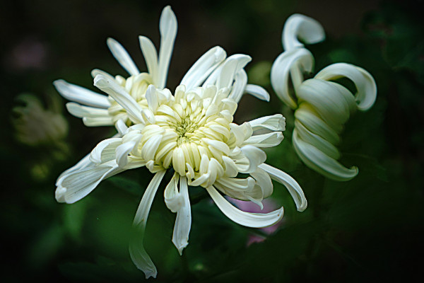 白菊花代表什麼意思，高貴/哀思/清純/看清真相等