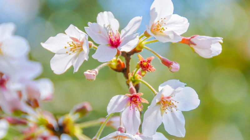 櫻花的花語