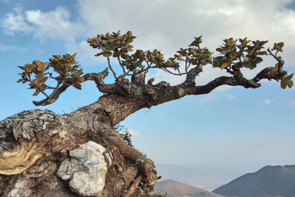 下山樁怎麼養活