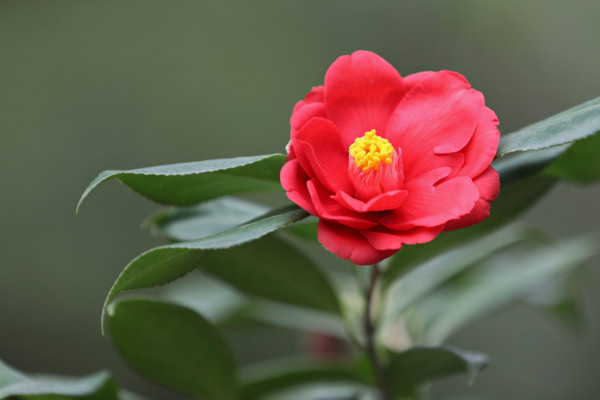 茶花掉葉怎麼辦