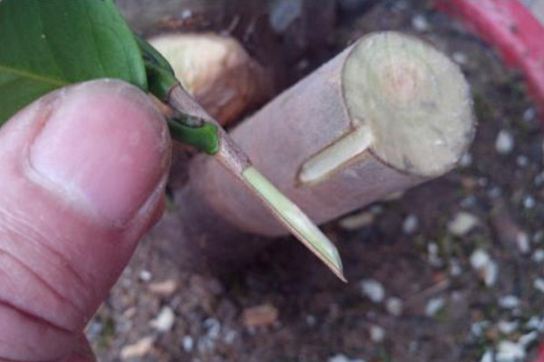 茶花嫁接多長時間成活