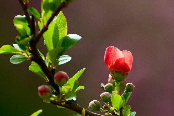 長壽冠海棠四季開花嗎