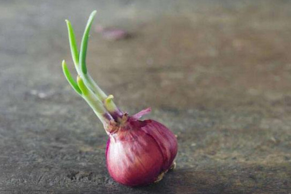 發芽的洋蔥怎麼種