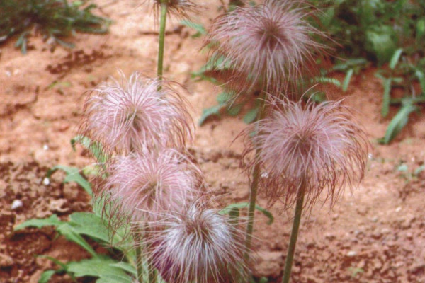 長的像蒲公英的植物叫什麼