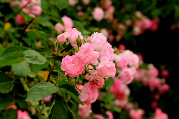 薔薇花怎麼種植，播種時間選擇春秋兩季為宜