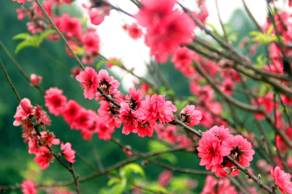 佛山南國桃園桃花什麼時候開