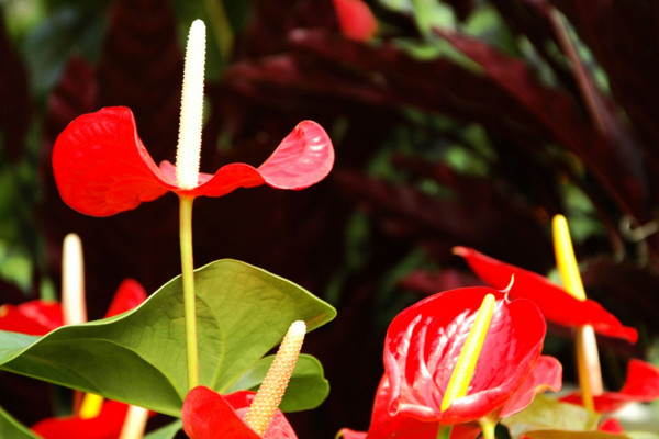 紅掌花怎麼養