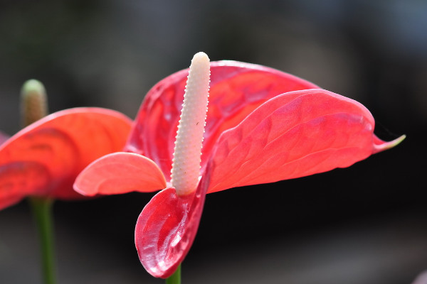 紅掌花怎麼養