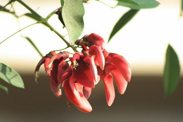 刺桐花什麼時候開花，花期時間在12月到次年3月