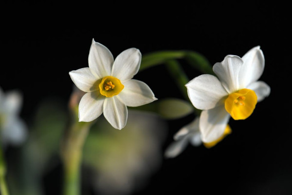 水仙花開敗後怎麼處理，四個方法處理水仙花