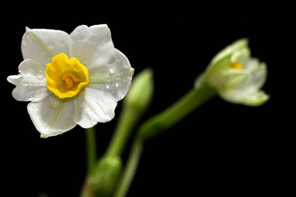 水仙花開敗後怎麼處理，四個方法處理水仙花