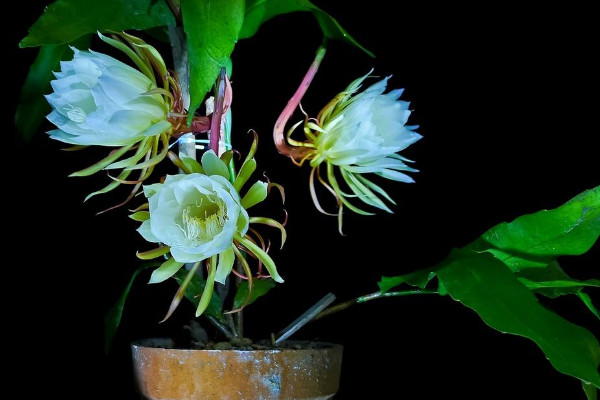 曇花如何養殖，土壤要富含腐殖質營養