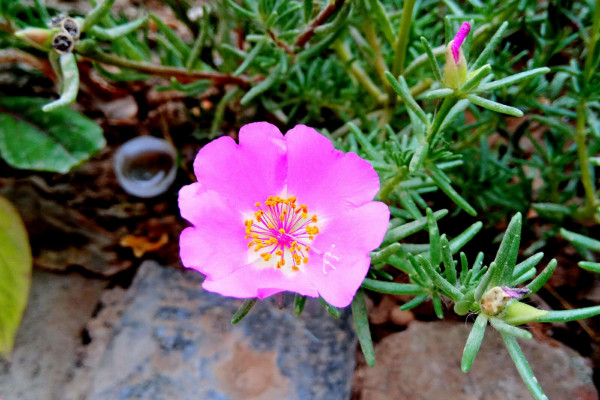 太陽花不開花怎麼辦，補充光照/控水控濕等