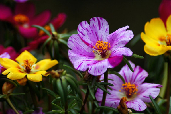 太陽花不開花怎麼辦，補充光照/控水控濕等