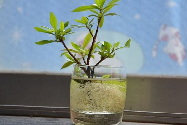 水梔子花怎麼養