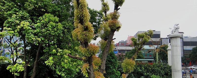 香樟樹怎麼栽才能栽活