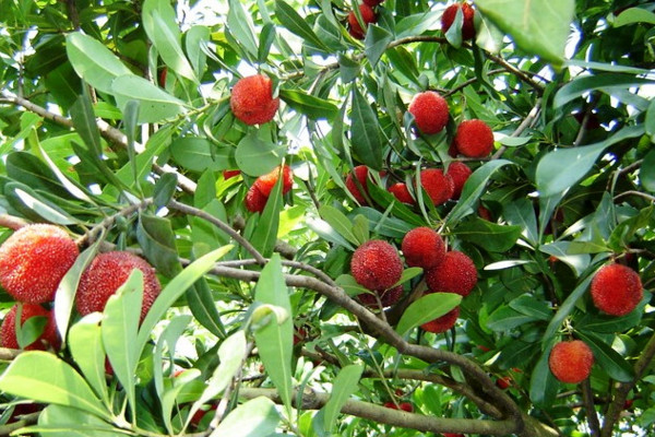 楊梅樹什麼時候發芽