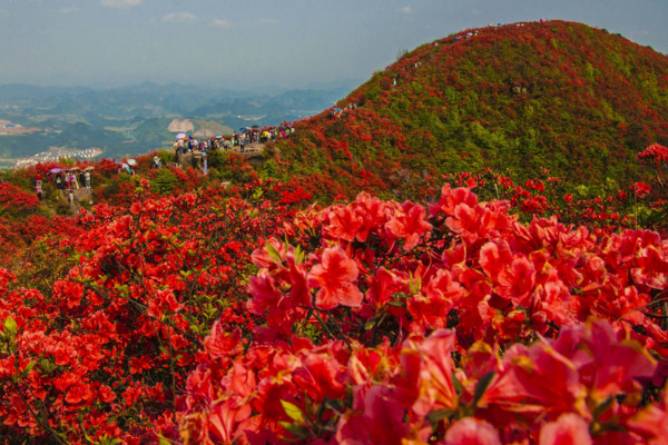 雲霧山杜鵑花什麼時候開