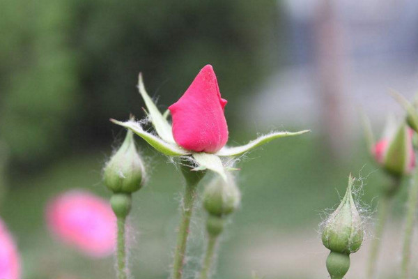 月季掉花苞是什麼原因