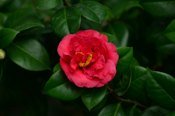 茶花什麼時候開花