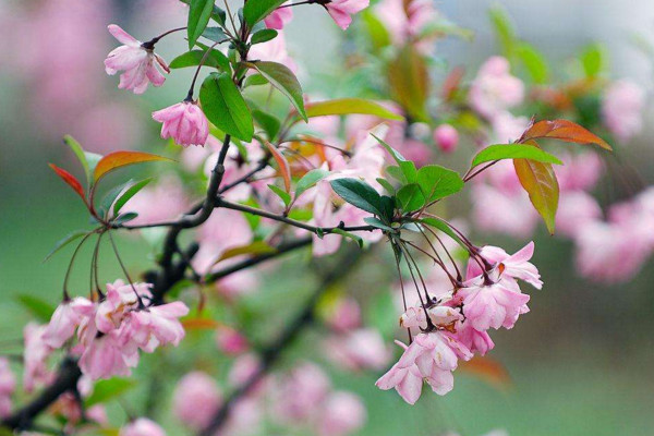 垂絲海棠什麼時候開花